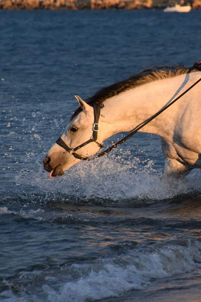 equitherapie-pyrenees-orientales