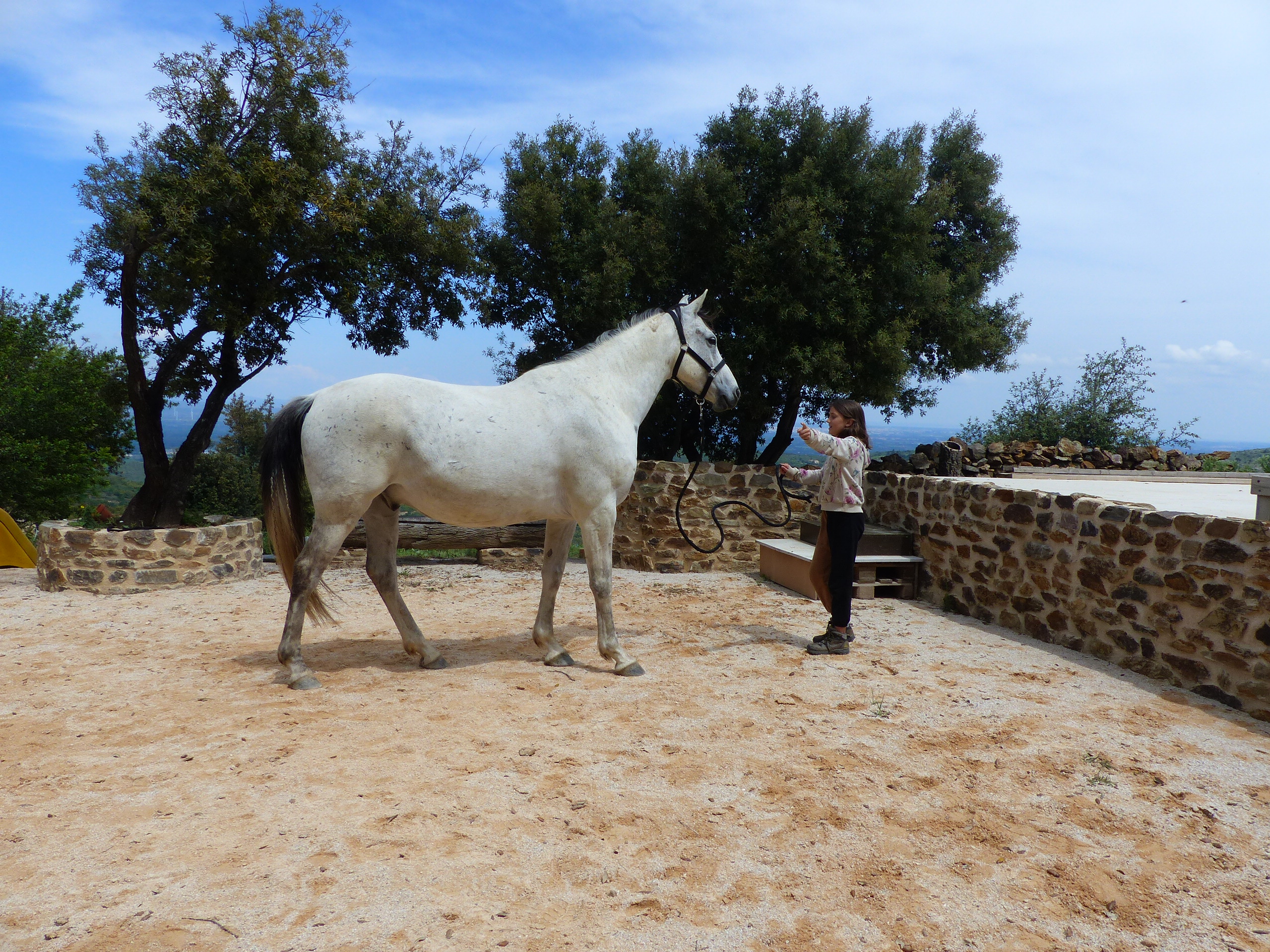 equitherapie-saint-andre-cognitif