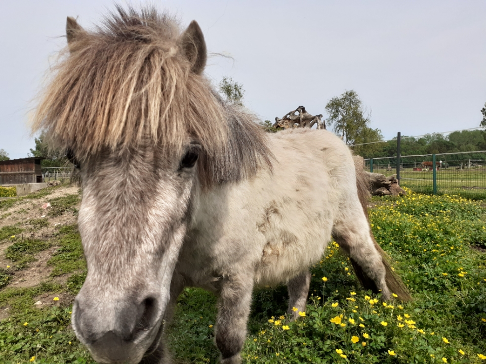 equitherapie-pyrenees-orientales-saint-andre