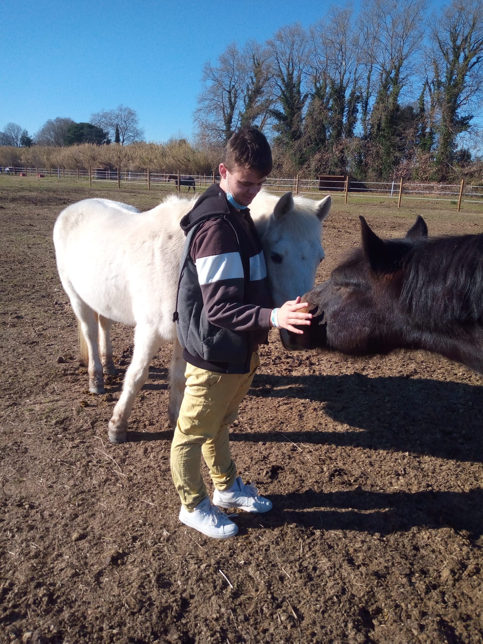 equitherapie-saint-andre-socialisation