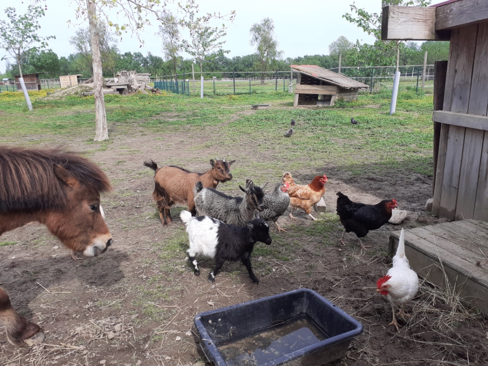 equitherapie-pyrenees-orientales-saint-andre