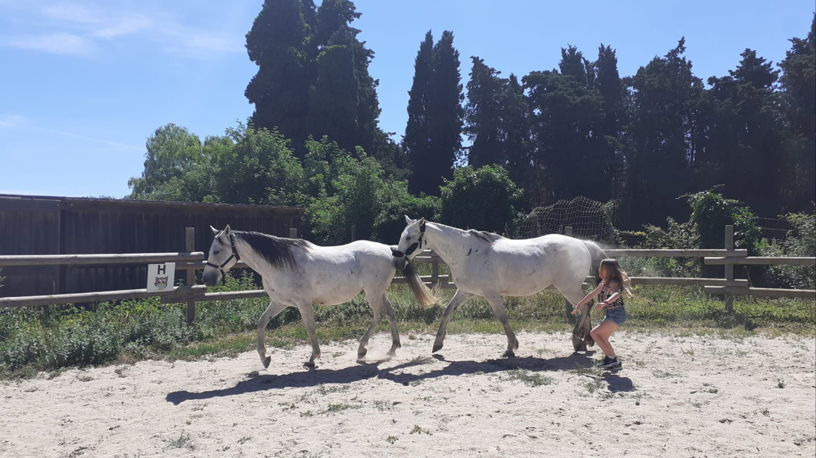 equitherapeute-saint-andre-developpement-personnel(4) equitherapeute-saint-andre-cynthia-gueneau