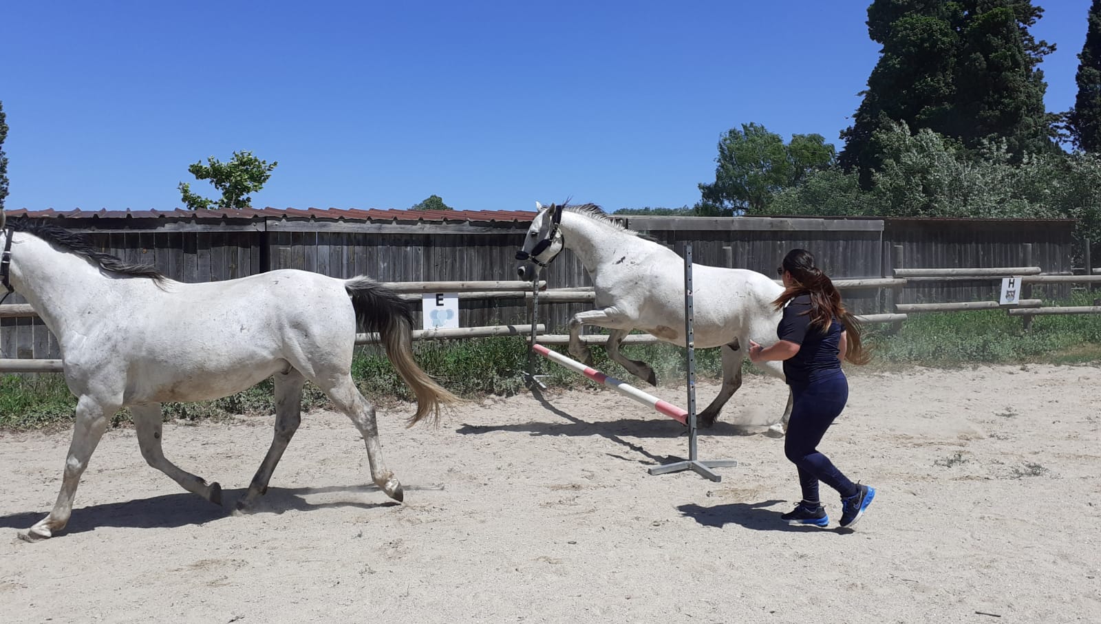 equitherapeute-saint-andre-developpement-personnel(5) equitherapeute-saint-andre-cynthia-gueneau