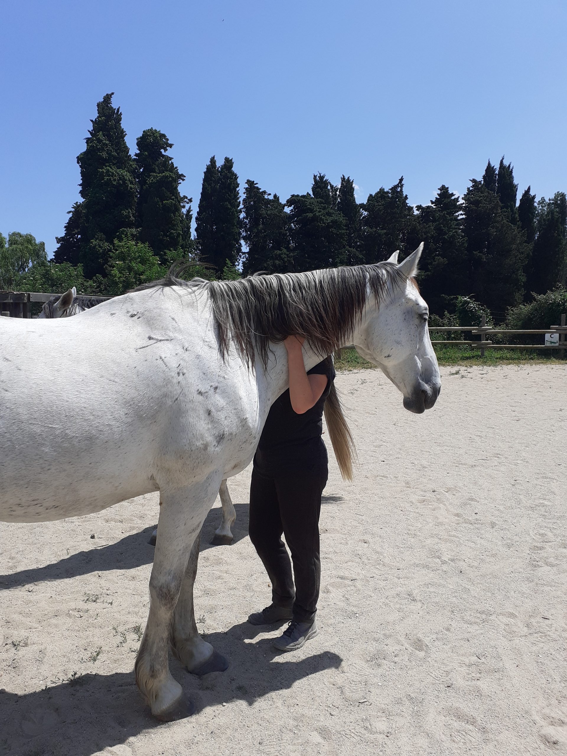 equitherapie-bien-etre-relaxation-66-saint-andre-pyrenees-orientales