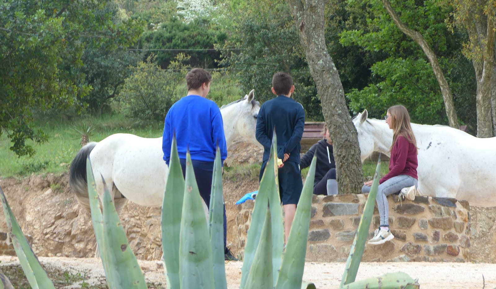 equitherapie-atelier-relations-saint-andré