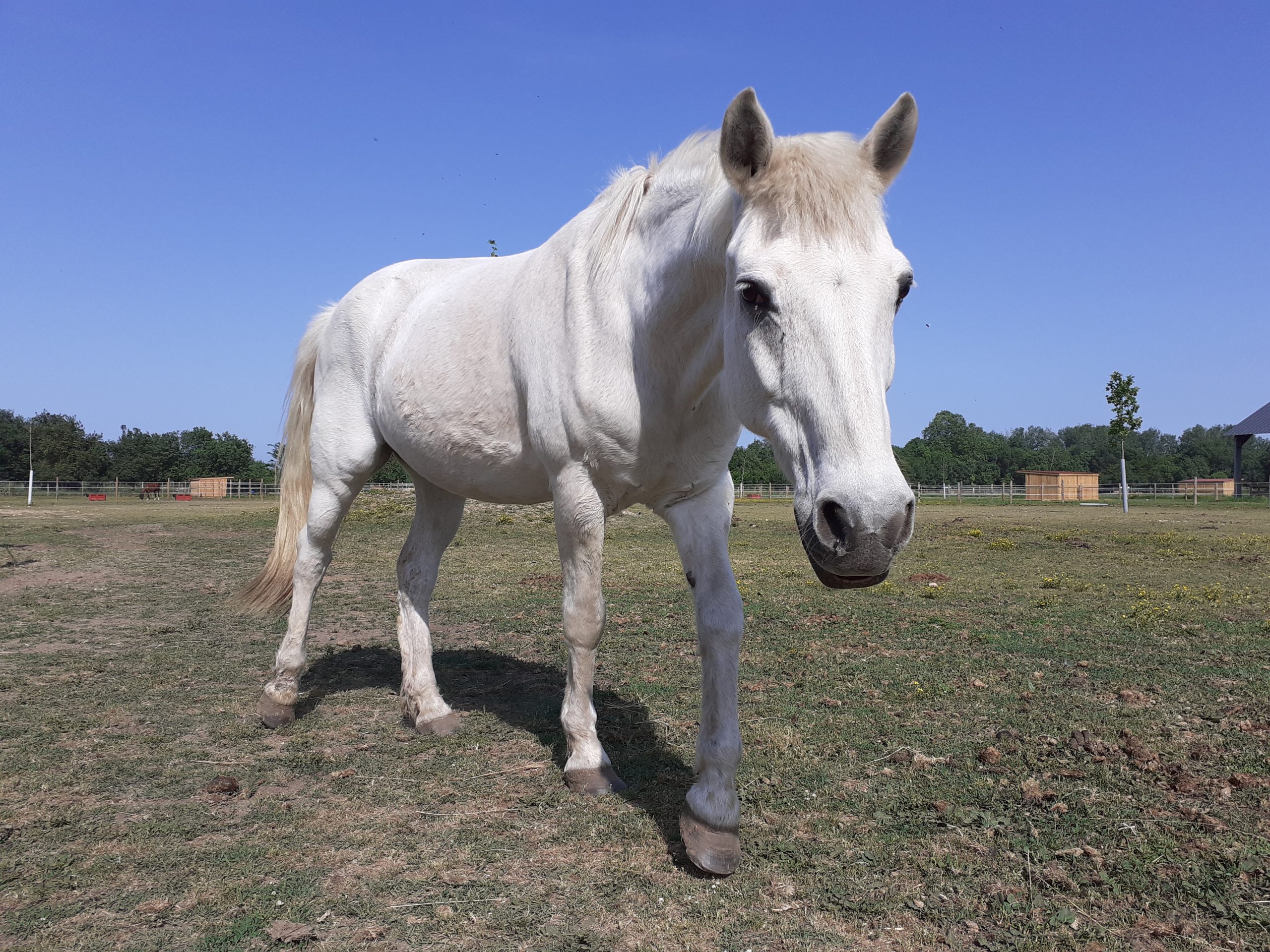 equitherapie-pyrenees-orientales-saint-andre