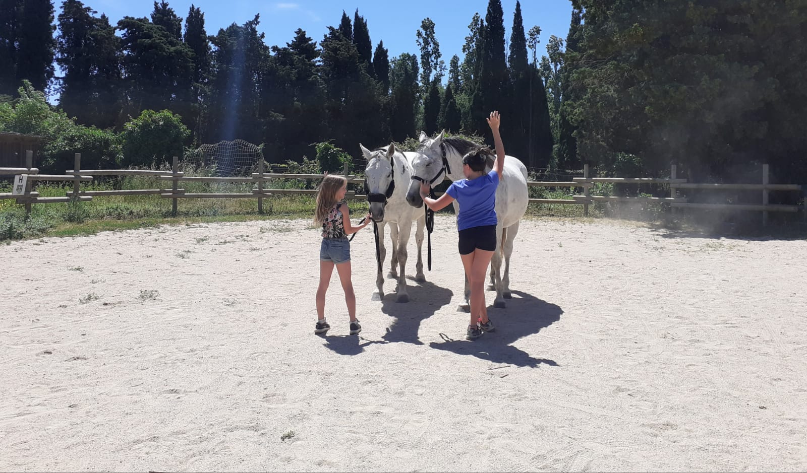equitherapie-atelier-relations-saint-andré