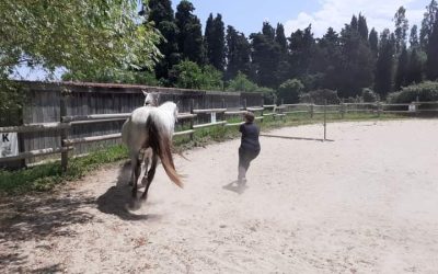 Atelier d’initiation au travail à pied avec le cheval