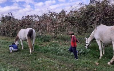 Fratrie : Atelier d’initiation au travail à pied avec le cheval entre frères