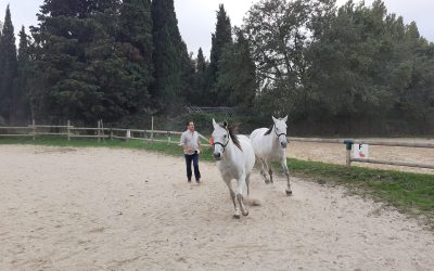 Atelier découverte du cheval et initiation au travail à pied