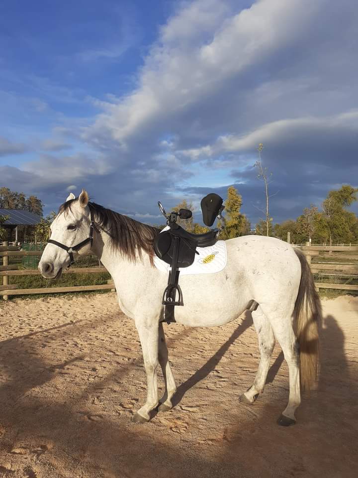 equitherapie-saint-andre-handicap